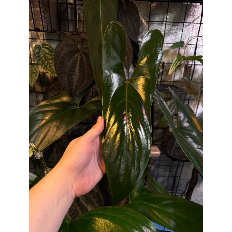 NFS: Anthurium sp. Napo (Nigrolaminum ‘Gigi’)