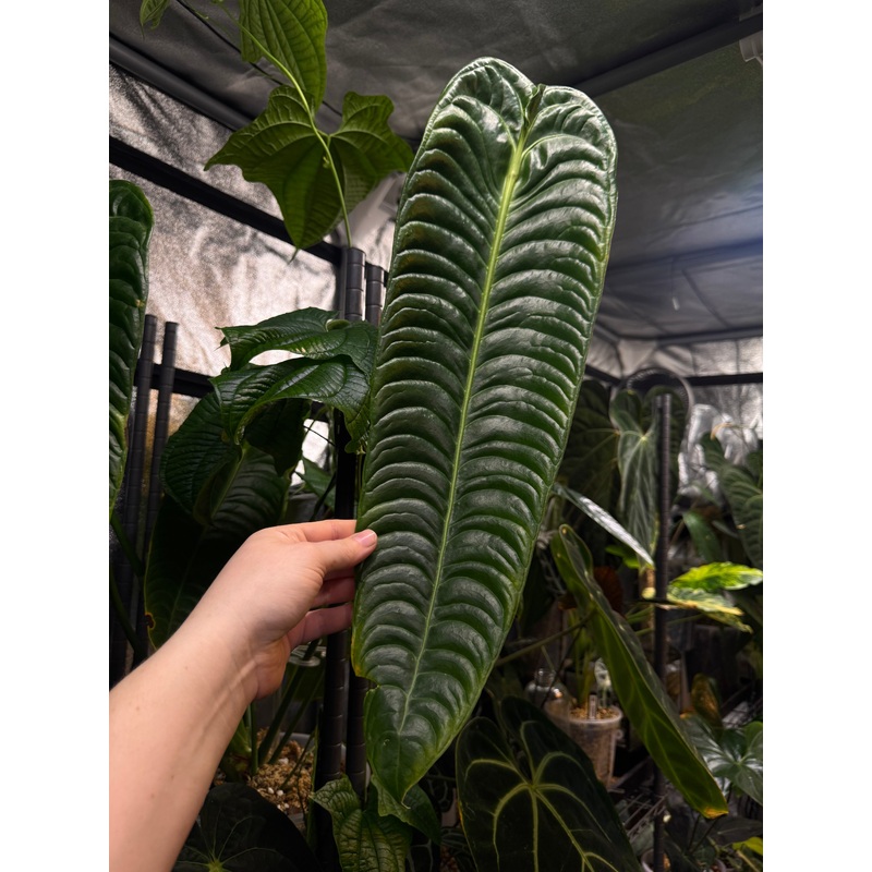 NFS: Anthurium Veitchii