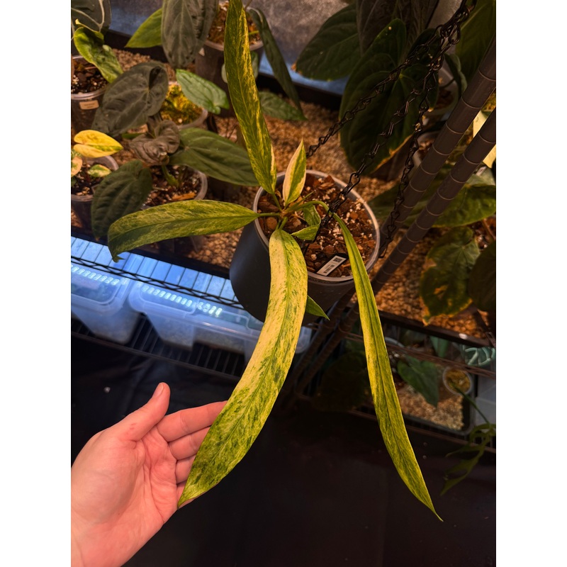 NFS: Anthurium Vittarifolium Variegata