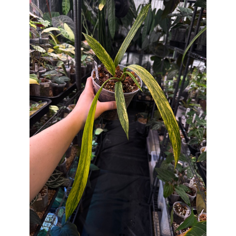 NFS: Anthurium Vittarifolium Variegata #3