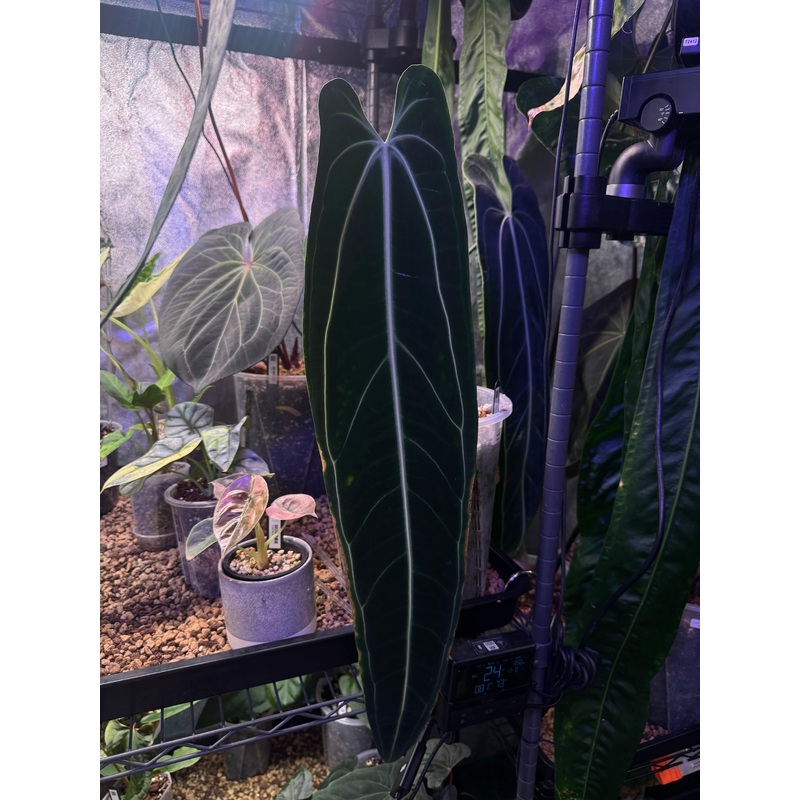 NFS: Anthurium Warocqueanum