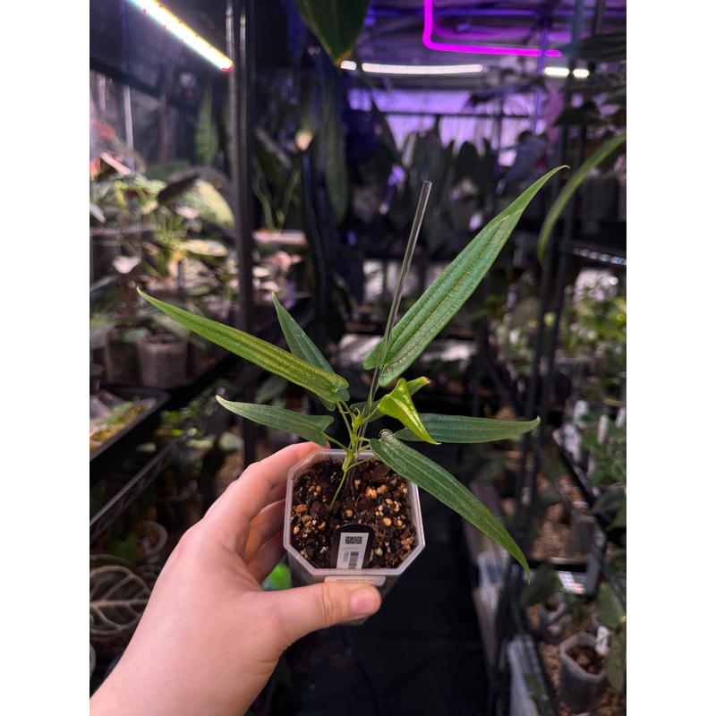 NFS: Dioscorea ‘Narrow Leaf’