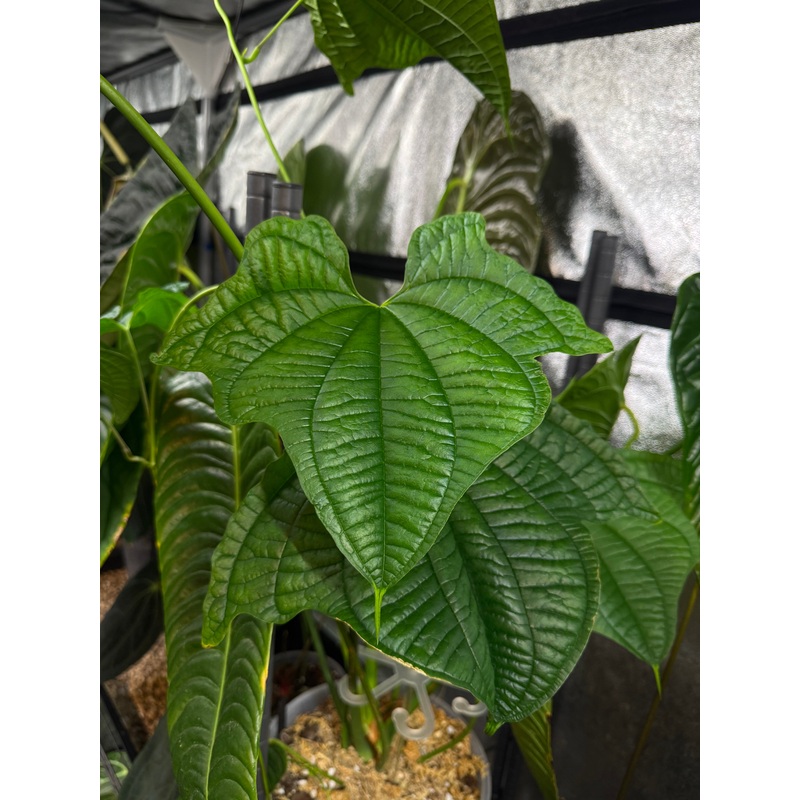 NFS: Dioscorea Sansibarensis