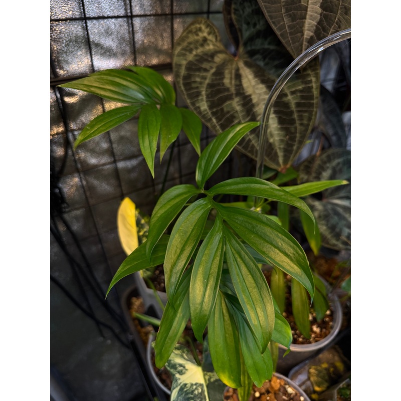 NFS: Monstera Subpinnata