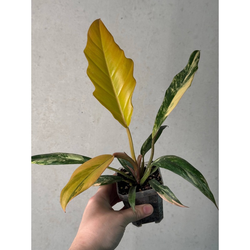 Philodendron Caramel Marble
