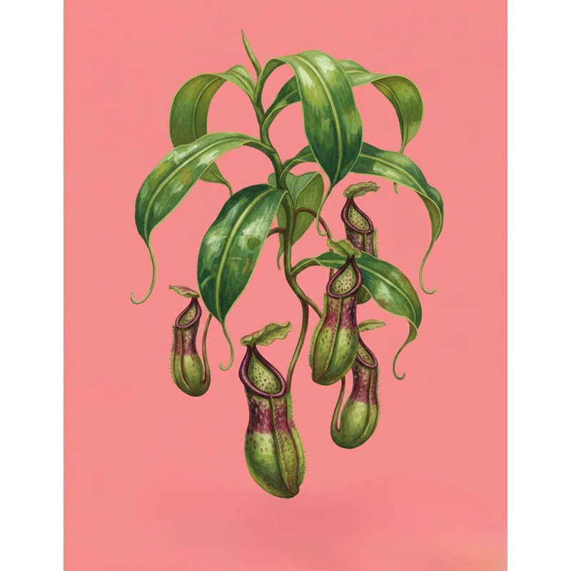 Pitcher Plant