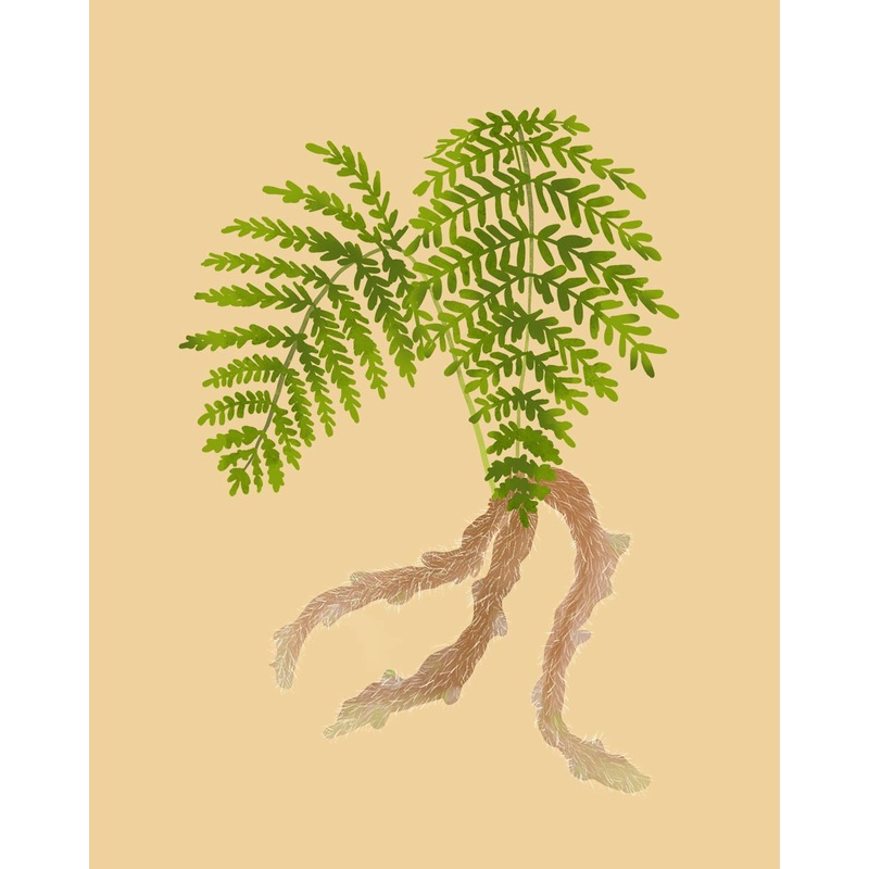 Rabits Foot Fern