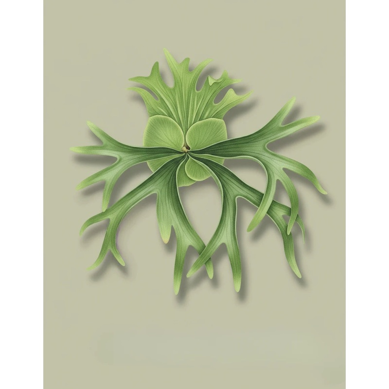 Staghorn Fern