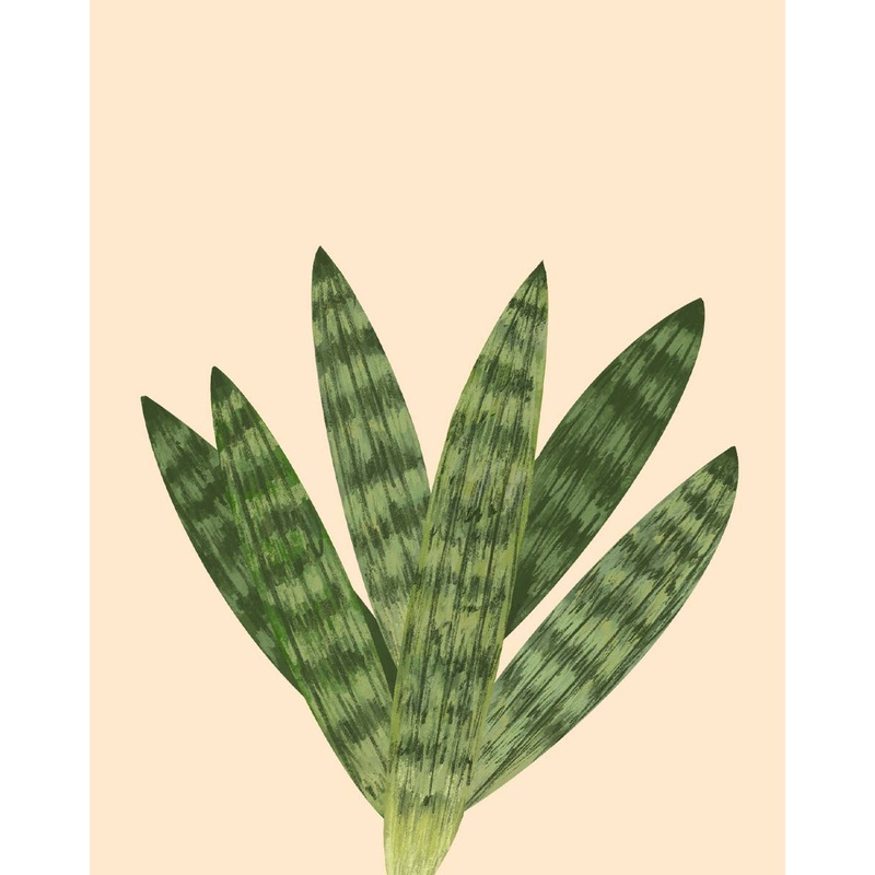 Starfish Snake Plant