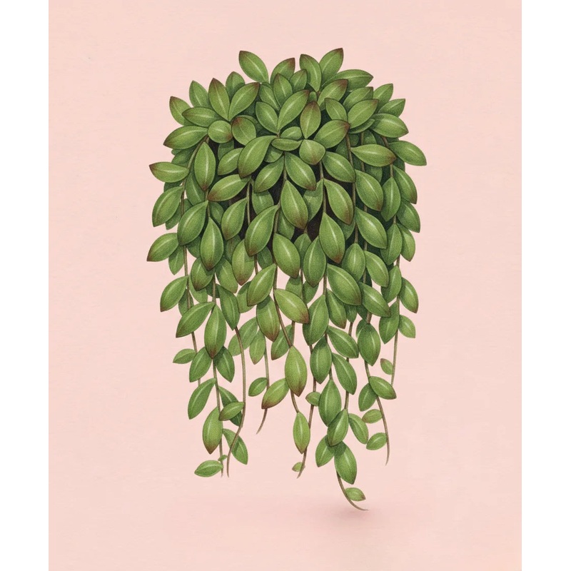 String of Bananas