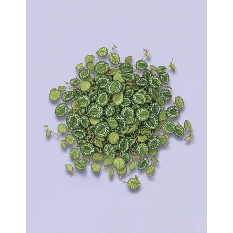 String of Turtles