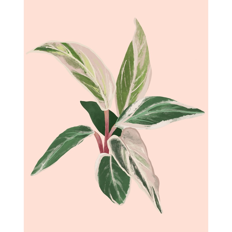 Stromanthe Triostar