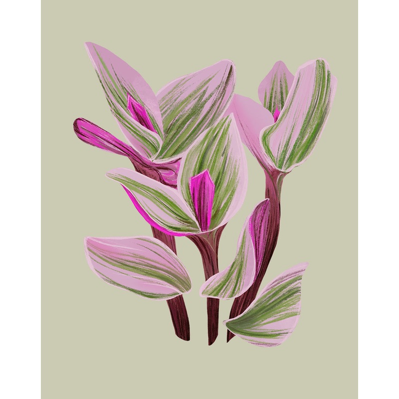 Tradescantia Nanouk