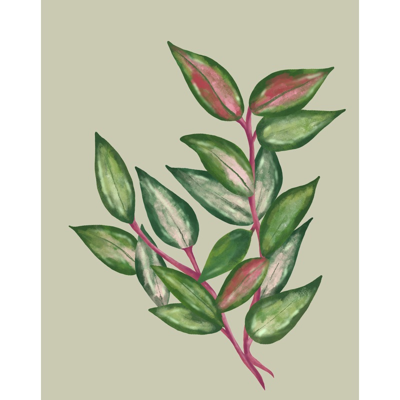 Tricolor Hoya