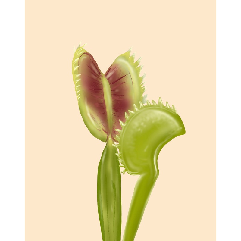 Venus Fly Trap