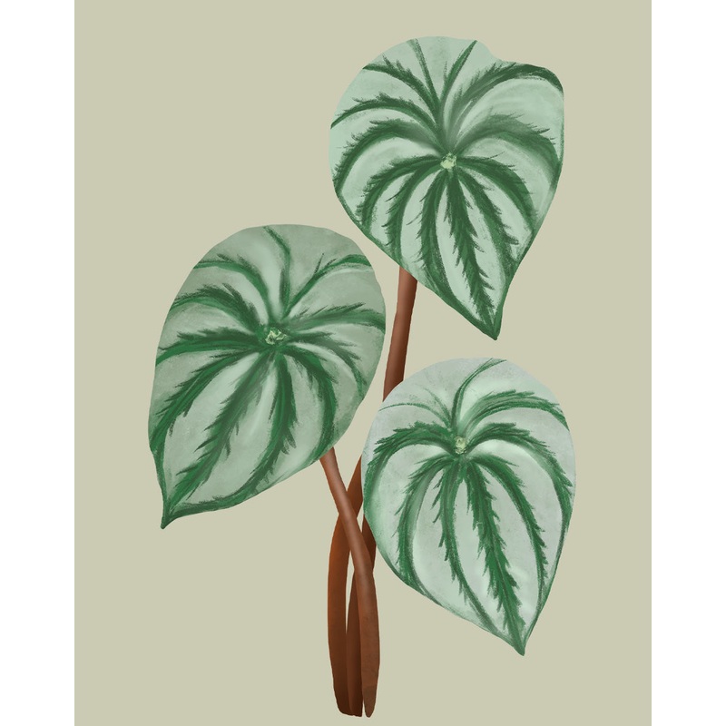 Watermelon Peperomia