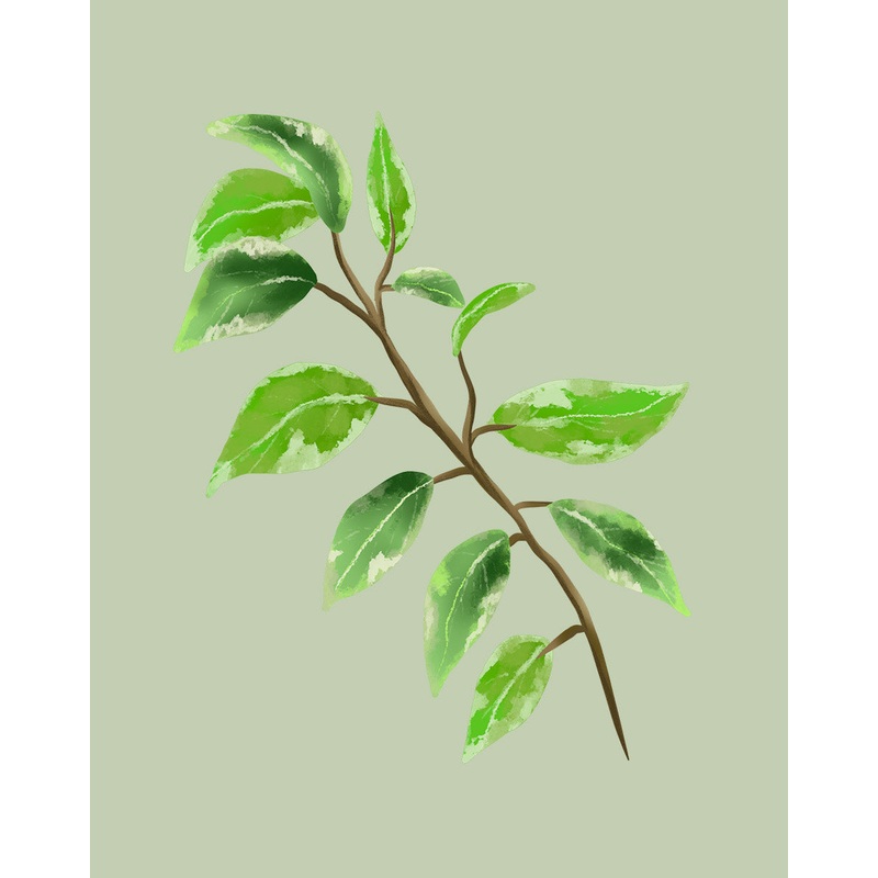 Weeping Fig
