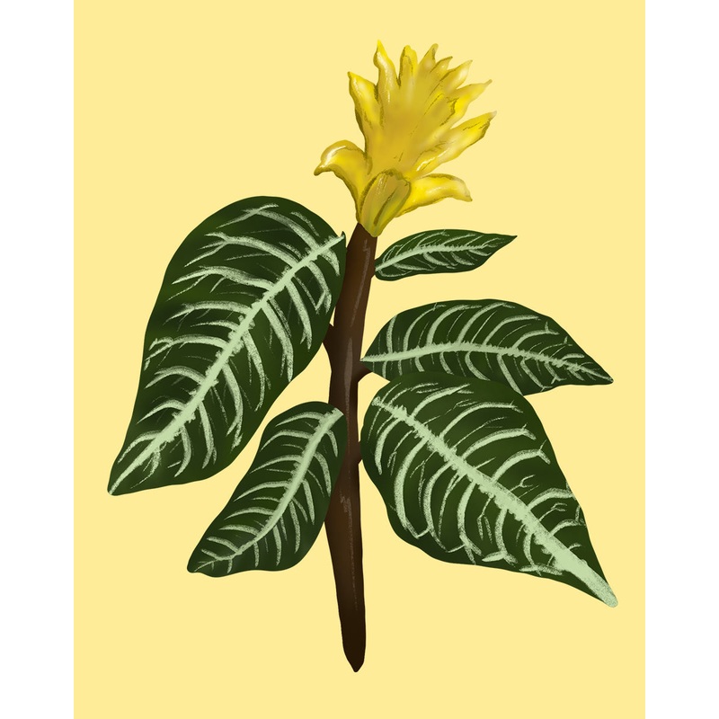 Zebra Plant