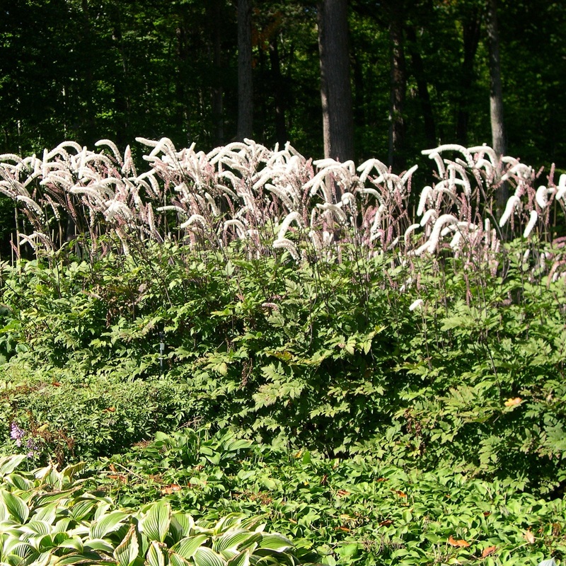 Actaea racemosa (Black Cohosh)