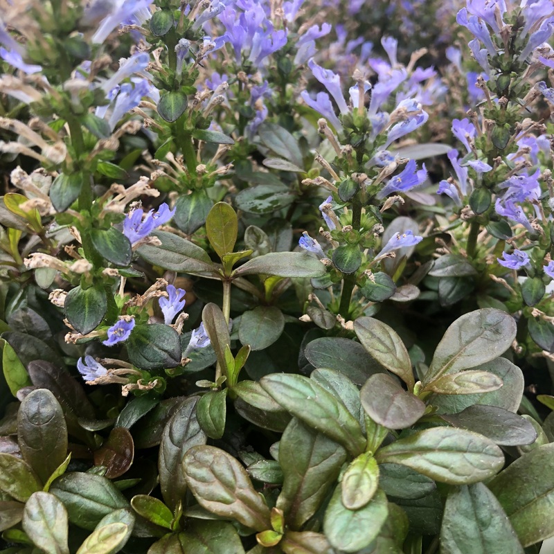 Ajuga reptans ‘Chocolate Chip’ (Bugleweed)