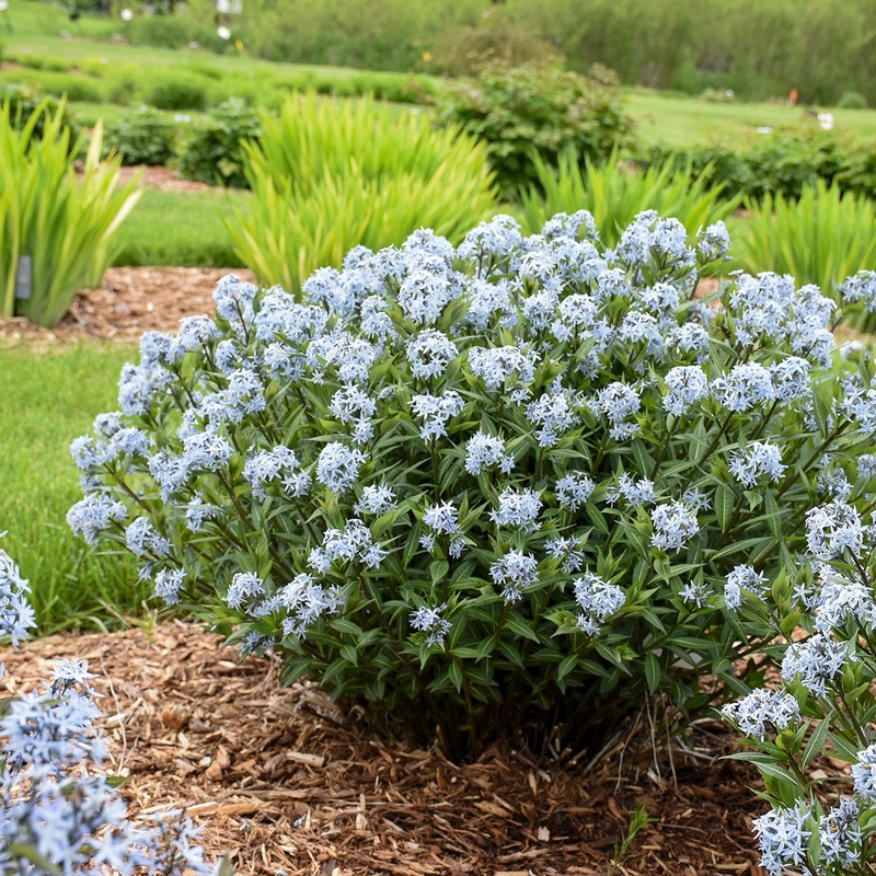 Amsonia ‘Starstruck’ (Bluestar)
