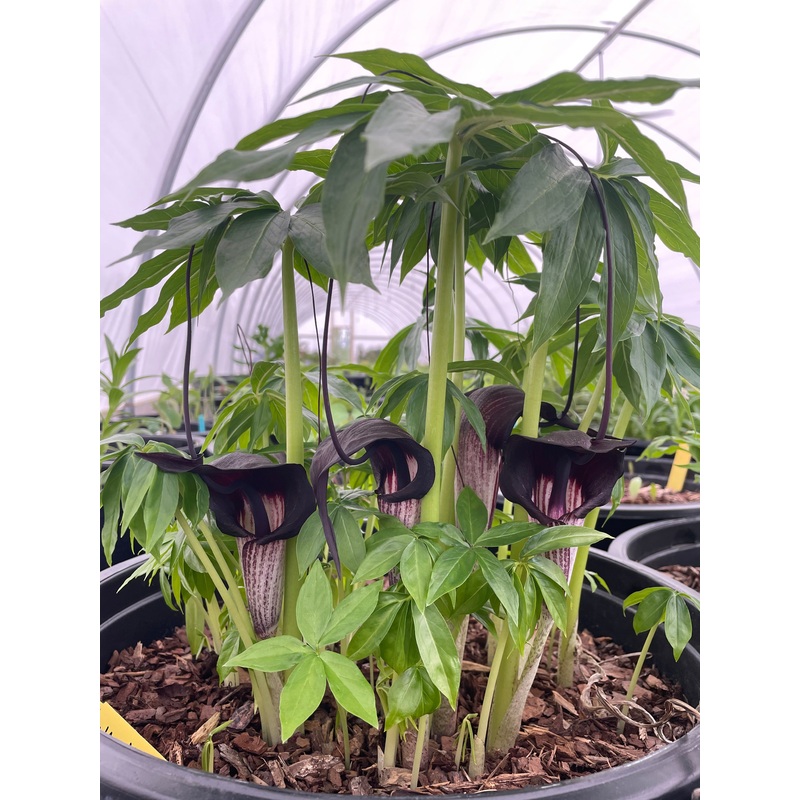 Arisaema tortuosum (Whipcord Jack-in-the-Pulpit)