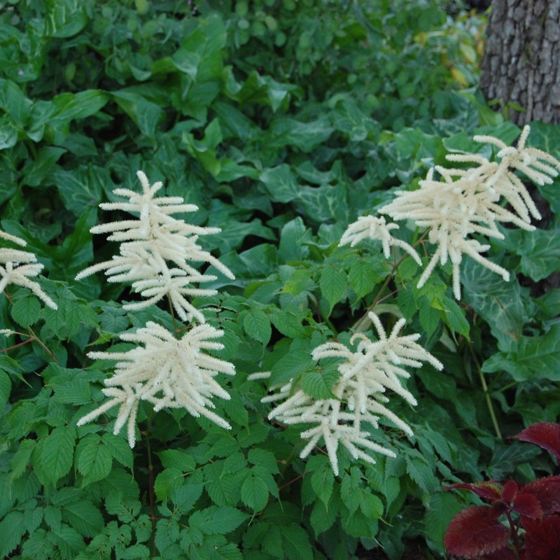 Aruncus dioicus (Goat’s Beard)