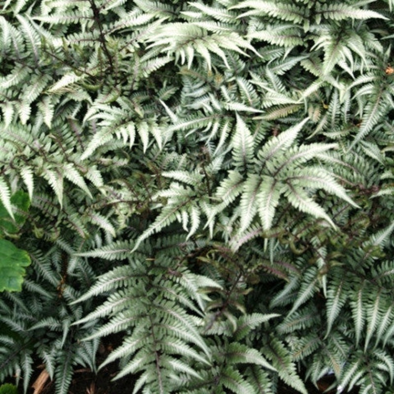Athyrium niponicum ‘Godzilla’ (Japanese Painted Fern)