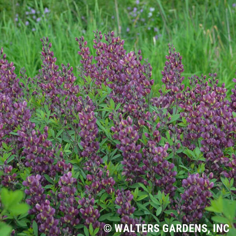 Baptisia ‘Burgundy Blast’ (False Indigo)