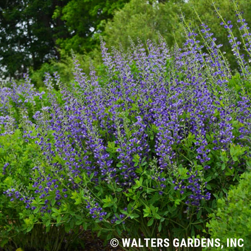 Baptisia Decadence ‘Blueberry Sundae’ (False Indigo)