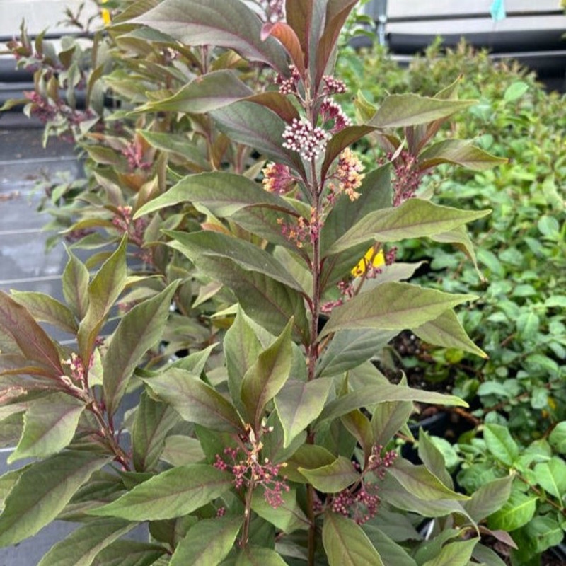Callicarpa ‘NCCX2’ (Pearl Glam Beautyberry)