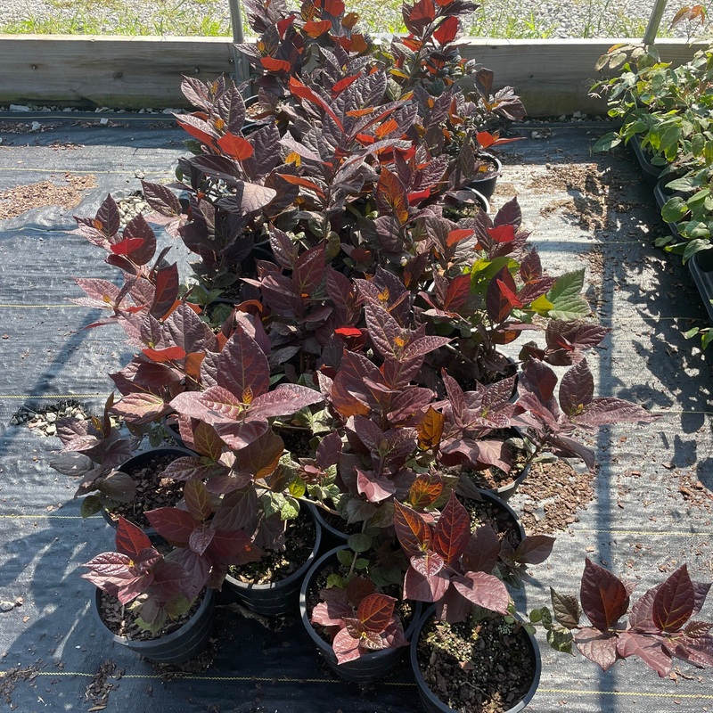 Calycanthus floridus ‘Burgundy Spice’ (Sweetshrub)