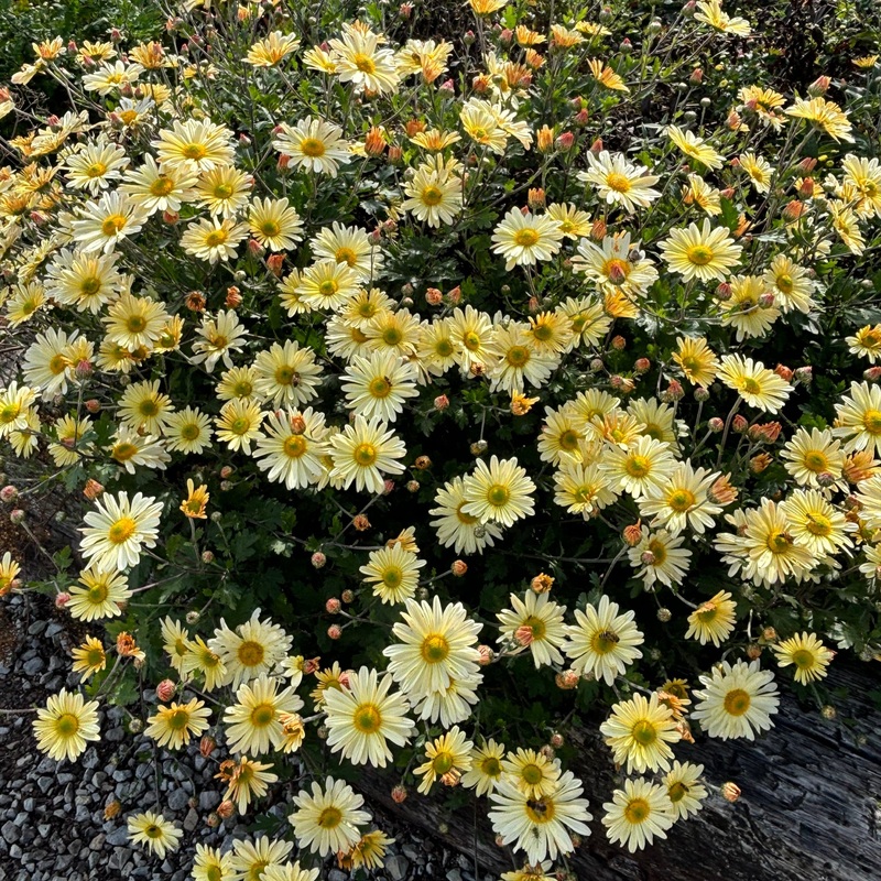 Chrysanthemum ‘Ryan’s Yellow’ (Hardy Garden Mum)