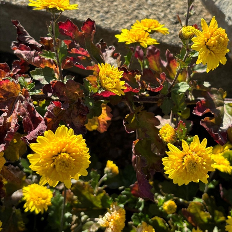 Chrysanthemum ‘Thanksgiving’ (Hardy Garden Mum)