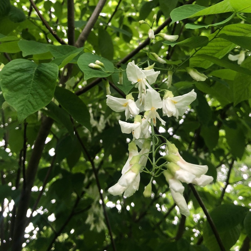 Cladrastris kentukea (Yellowwood)