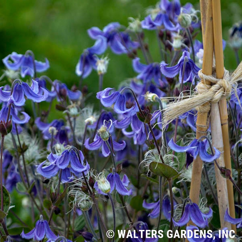 Clematis ‘Stand By Me’ (Bush Clematis)