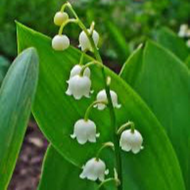 Convallaria montana (American Lily-of-the-Valley)