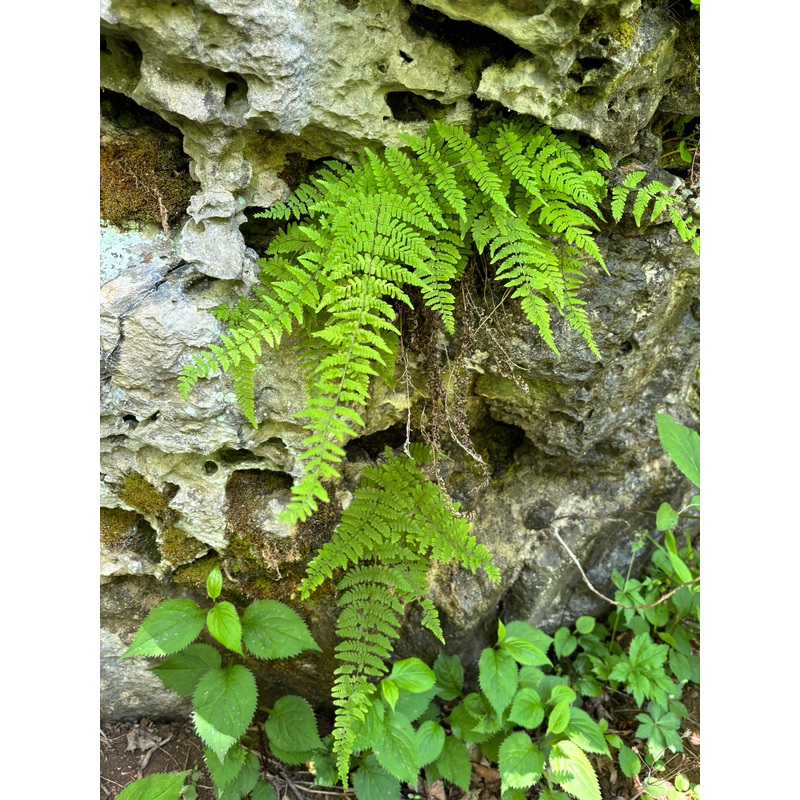 Cystopteris bulbifera (Bulblet Fern)