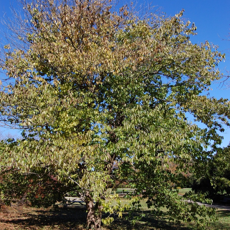 Eucommia ulmoides (Hardy Rubber Tree)