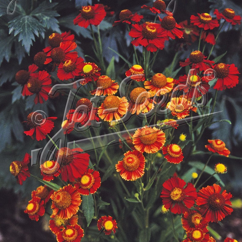 Helenium autumnale ‘Helena Red Shades’ (Common Sneezeweed)