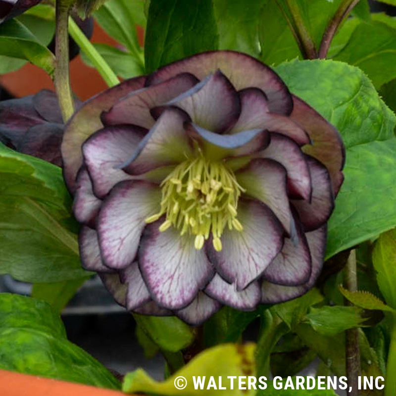 Helleborus ‘Black Tie Affair’ (Lenten Rose)