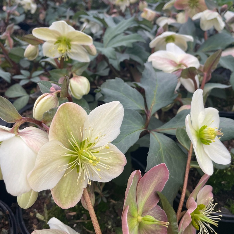 Helleborus ‘Candy Love’ (Winter Magic Lenten Rose)
