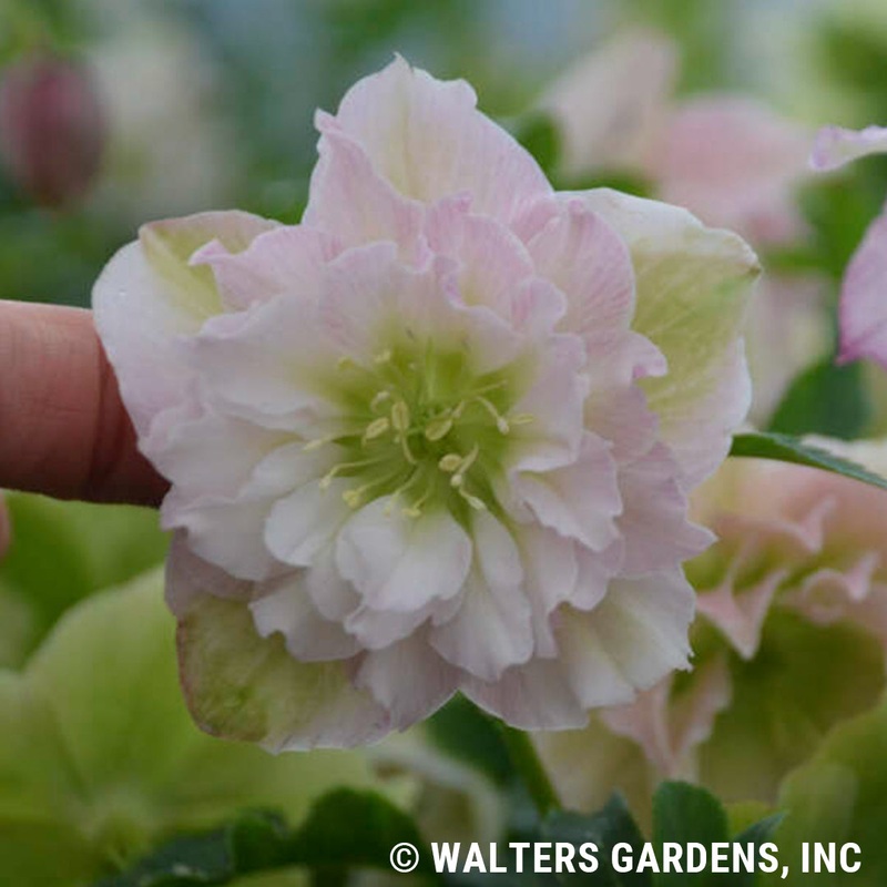 Helleborus ‘Flower Girl’ (Lenten Rose)