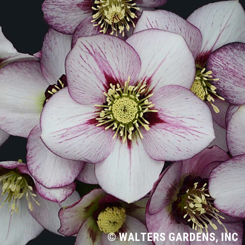 Helleborus ‘French Kiss’ (Lenten Rose)