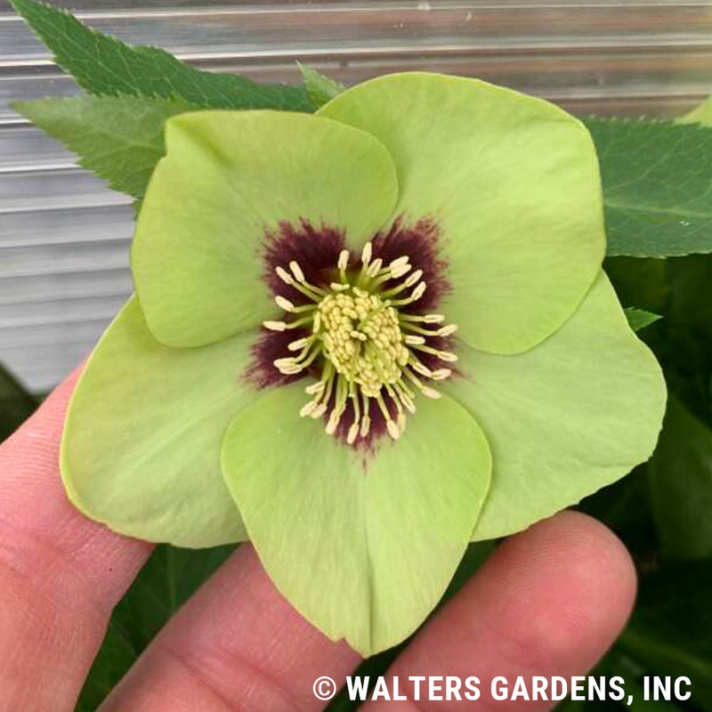 Helleborus ‘Irish Luck’ (Lenten Rose)