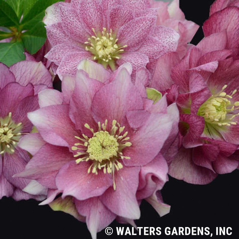 Helleborus ‘Maid of Honor’ (Lenten Rose)