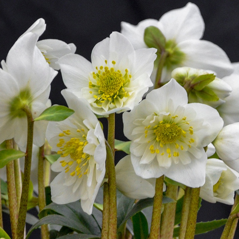 Helleborus niger ‘Snowbells’ (Christmas Rose)