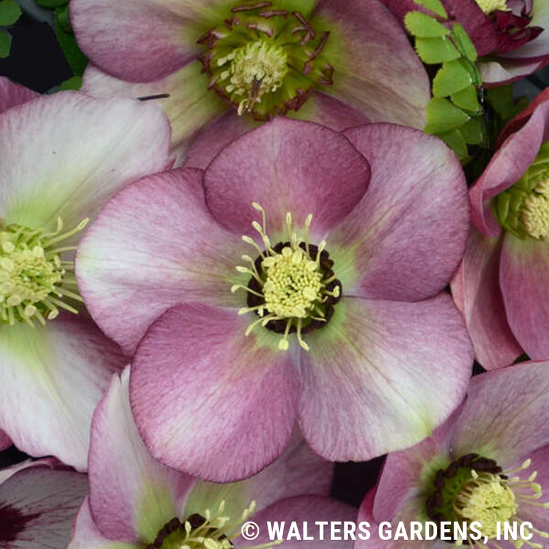 Helleborus ‘Paris in Pink’ (Lenten Rose)