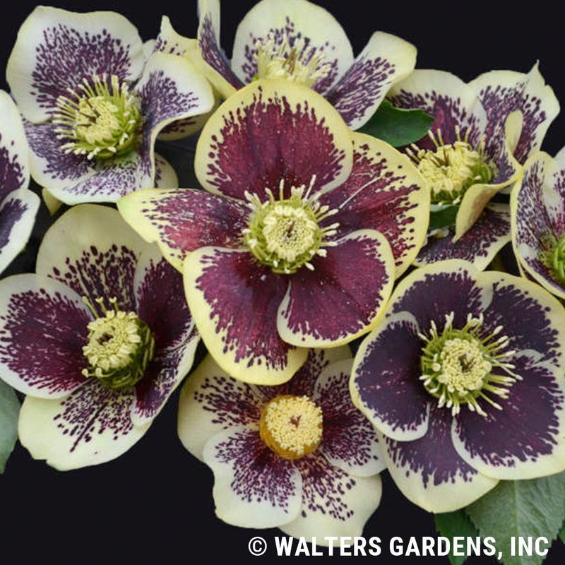 Helleborus ‘Rio Carnival’ (Lenten Rose)