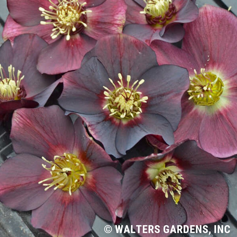 Helleborus ‘Rome in Red’ (Lenten Rose)